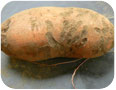 Typical grub damage to sweet potato root