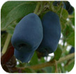Speciality Fruit and Nuts