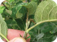 Crusty brown lesions on the midvein and petiole of the lower surface of blister spot infected leaf