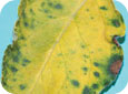 Necrotic leaf blotch
