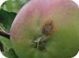 Symptômes de la rouille du genévrier sur un fruit. 