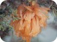 Téleutospores en forme de cornes poussant sur les galles durant ou peu après la pluie. 