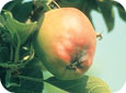 Jeune pomme Red Delicious infectée par la rouille du cognassier. 