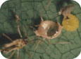 Aphid mummy with braconid wasp larva removed