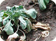Clubroot on Brussels sprouts 