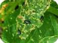 Flea beetles on cauliflower 