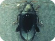 Flea beetle 