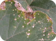 Angular leaf spot