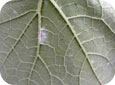 Powdery mildew (lower leaf surface)