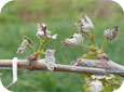 Frost damage to grapes