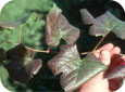 Grapevine leafroll virus