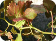 Grapevine leafroll virus on Cabernet Franc