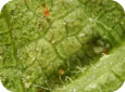 European red mite adult and eggs