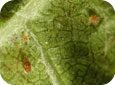 European red mite adults and nymph