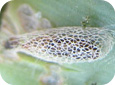 Leek moth pupa