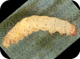 Leek moth larva