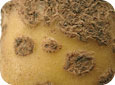 Net-like scab lesions.