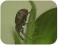 Clipper weevil