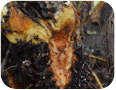 Symptoms of anthracnose crown rot
