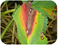 Symptoms of leaf blight showing v-shaped lesion and red and yellow colours