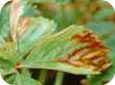 Leaf blight symptoms