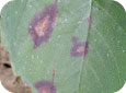 Leaf blight early lesions on leaf