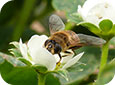 Honey bee pollinating strawberry flowers