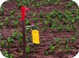 Sticky trap for monitoring corn flea beetles