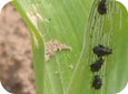 Corn flea beetles