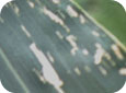 Corn flea beetle - feeding damage