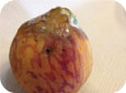 Rhizopus on a peach