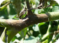 Late Blight Lesions on Tomato Stem and Flower Cluster