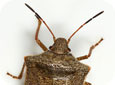One Spotted Stink Bug Adult