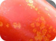 Stink bug damage on tomato fruit