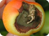Blossom-end rot of tomato