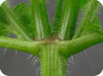 Hairy stem of the hairy galinsoga
