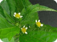 Small flowers of the hairy galinsoga extending from the leaf axils