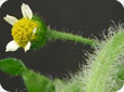 Close up of a single flower of hairy galinsoga