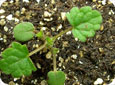 Henbit seedling at the 2-leaf stage