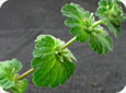 Henbit stem with 2 opposite leaves that clasp the stem giving a whorl-like appearance