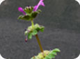 Henbit stem axils with clustered purple flowers