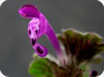 Henbit flower