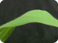 Large crab grass leaf blade which is hairy on both sides