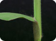 Leaf sheath of large crab grass which is hairy but the leaf margins are hair-less