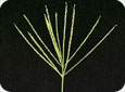 Large crab grass seed head