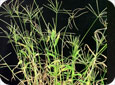 Mature plant of large crab grass