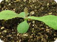 Perennial sow-thistle seedling at the 2-leaf stage