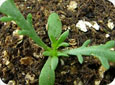 Pineappleweed at the 2-leaf stage