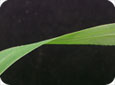 Leaf blade of smooth crab grass that is smooth (hairless) on both sides