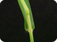 Leaf sheath of smooth crab grass that are also hairless